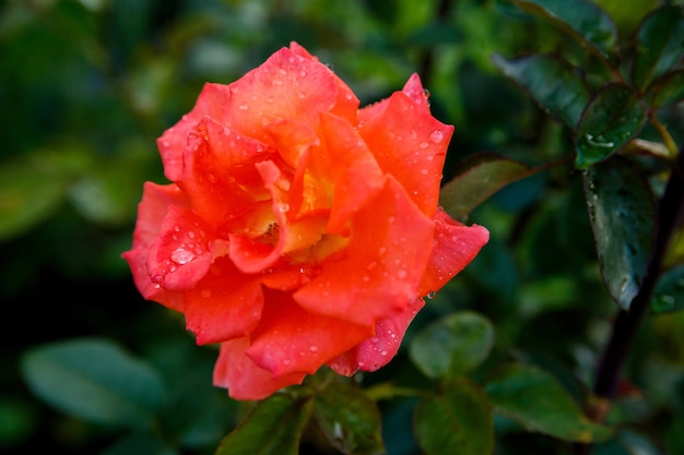 Rosa rossa in gocce di rugiada. Natura, fattoria.