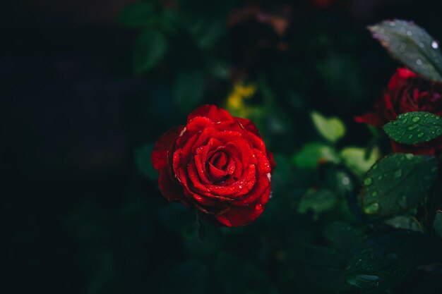 rosa rossa in una goccia di rugiada nel giardino