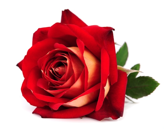 Rosa rossa isolata su sfondo bianco