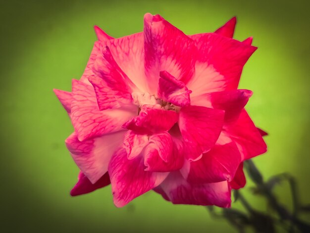 Rosa rossa isolata su sfondo verde