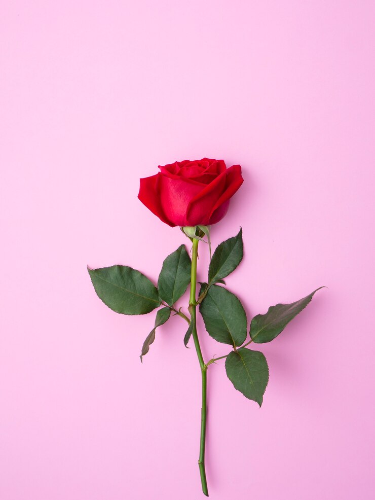 Foto rosa rossa isolato su sfondo rosa.