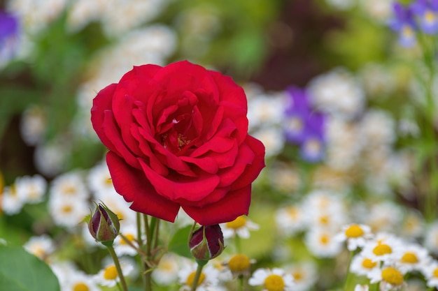 Rosa rossa nel giardino