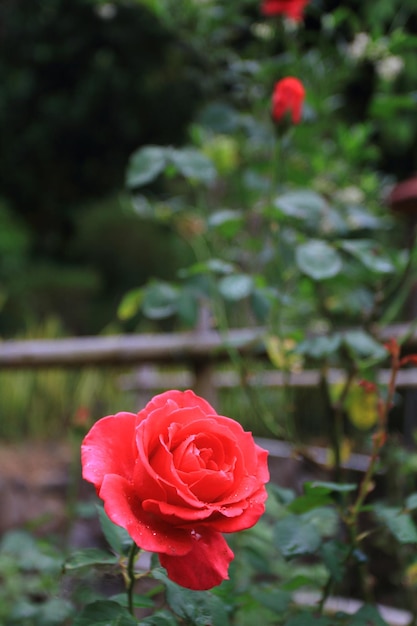 Rosa rossa Nel giardino