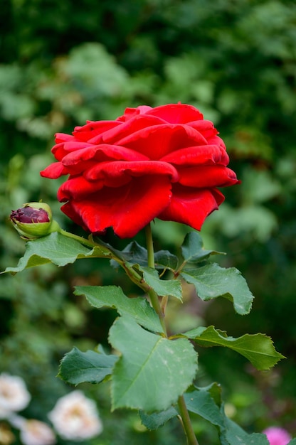 Rosa rossa nel parco sullo sfondo di foglie verdi. Rosa.