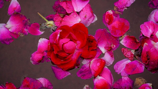 Rosa rossa nel waterwallpeper