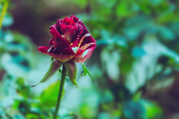 rosa rossa nella natura