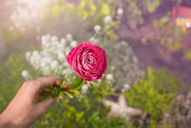 rosa rossa nelle mani della donna