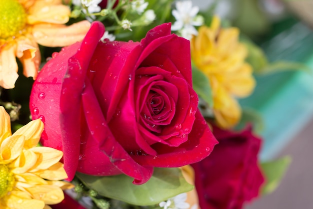 Rosa rossa per San Valentino