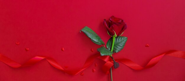 Rosa rossa per un felice San Valentino.