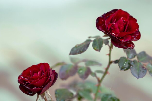 Rosa rossa scura del giardino con il primo piano delle gocce di pioggia