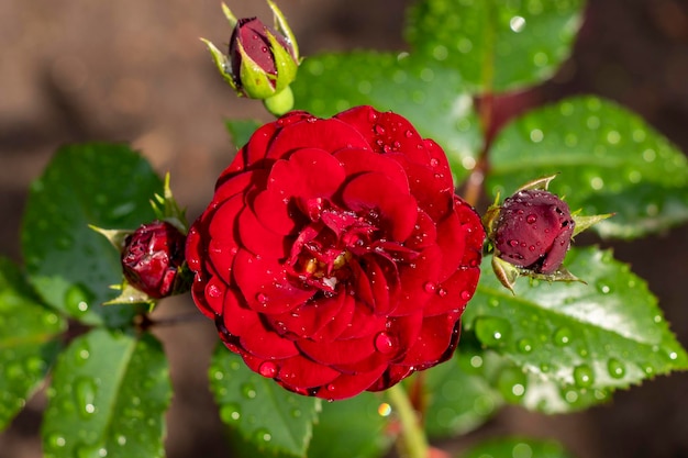 Rosa rossa scura del giardino con il primo piano delle gocce di pioggia