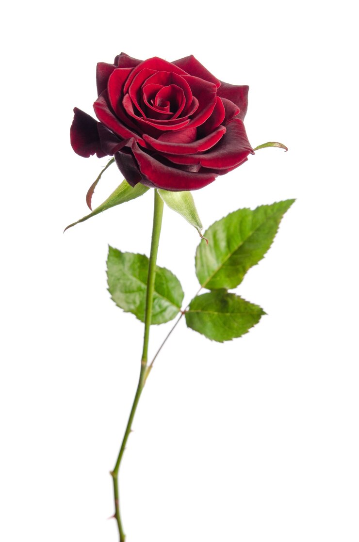 Rosa rossa singola isolata