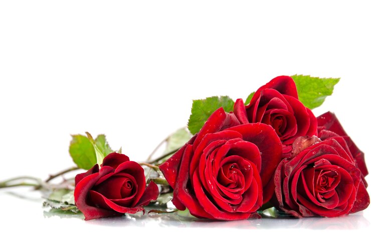 Foto rosa rossa su bianco