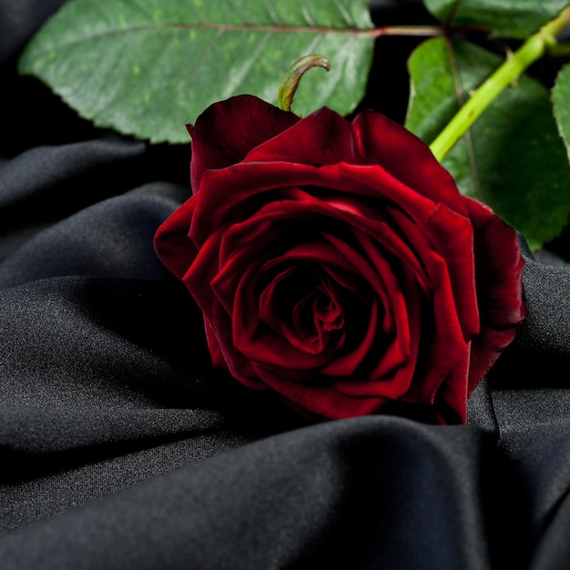 rosa rossa su fondo di raso nero