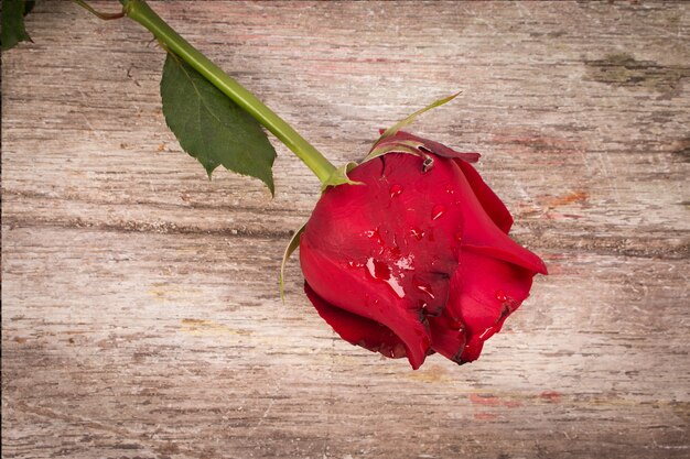 Rosa rossa su fondo in legno