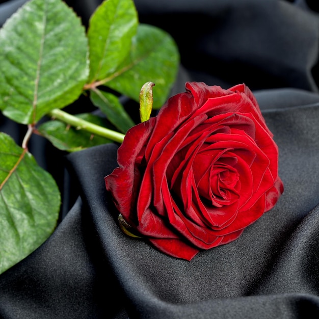 rosa rossa su seta nera