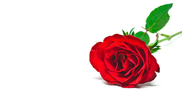 Rosa rossa su sfondo bianco dettaglio arte amore