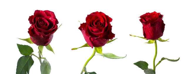 Rosa rossa su sfondo bianco Un bel fiore romantico simbolo di amore