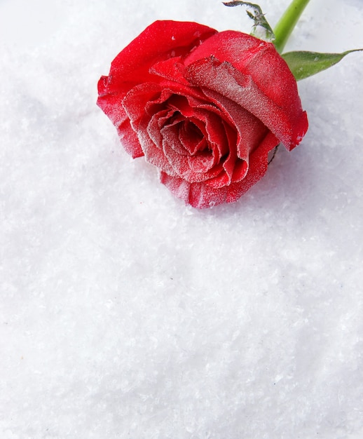 Rosa rossa su sfondo di neve