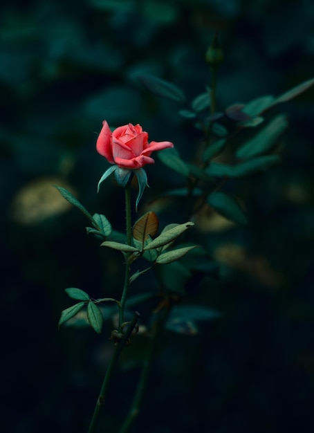 Rosa rossa su sfondo nero