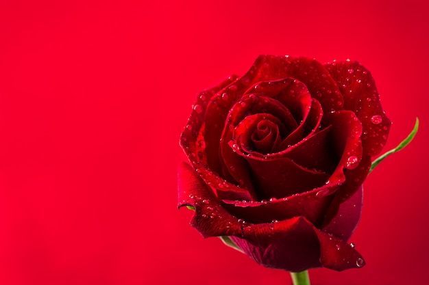 Rosa rossa su superficie rossa. Concetto di amore San Valentino. Copyspace.