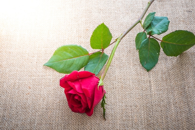 Rosa rossa su tela di sacco come sfondo