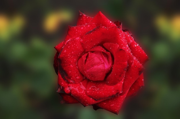 Rosa rossa su uno sfondo sfocato e delicato del computer