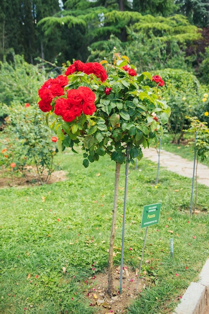 Rosa rossa succosa nel giardino Una specie di rosa a forma di albero Giardino botanico della città