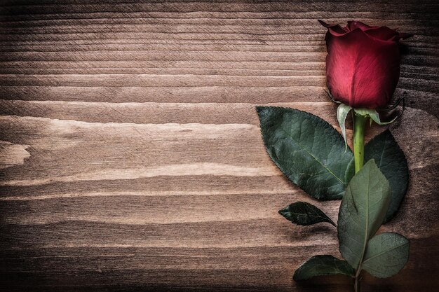 Rosa rossa sul concetto di vacanze dello spazio della copia del bordo di legno