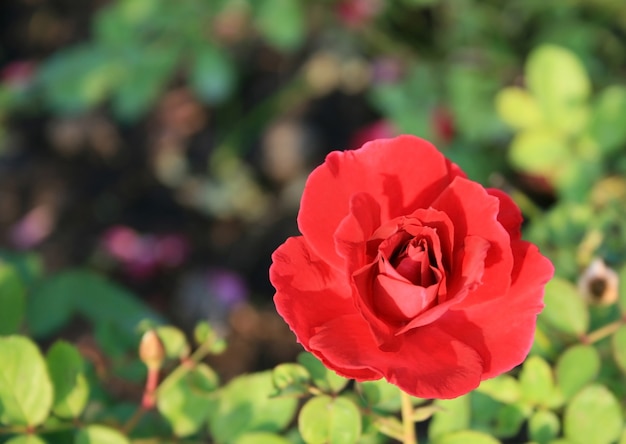 Rosa rossa sul ramo in giardino