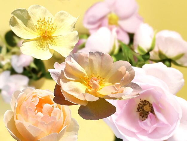 rosa rossa ye rose ma e foglie verdi sul cielo blu con nuvole natura sfondo modello copia spazio