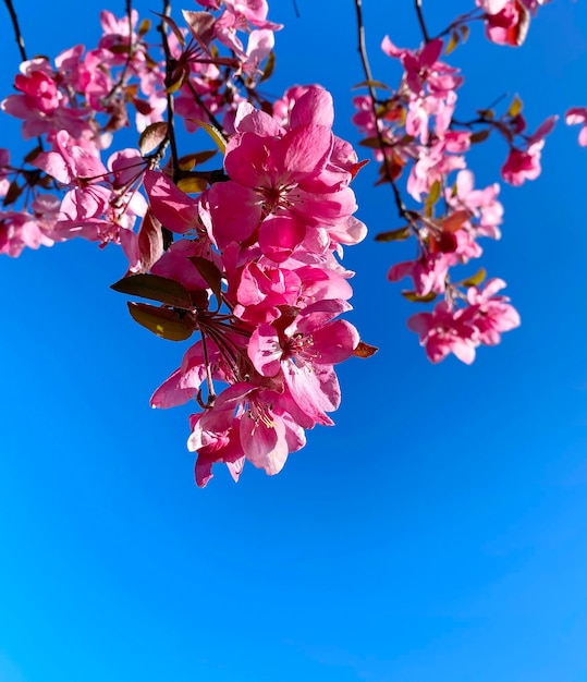 rosa rosso fiori di melo fiori su albero natura giardinaggio floreale su sfondo blu cielo anteriore