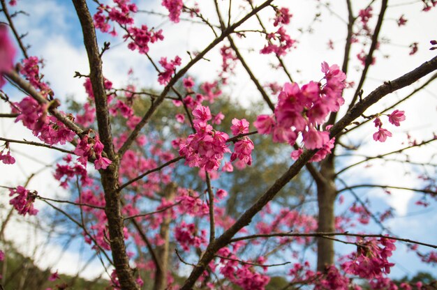 Rosa Sakura in giardino.