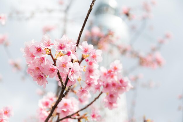 Rosa Sakura