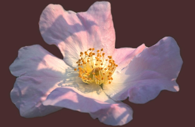 Rosa selvatica da sola Rosa canina di maggio Fiore delicato e fragile Astrazione Concetto di vacanza Luogo per il testo Carta Auguri confessioni doni