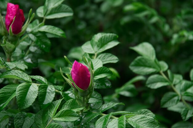 Rosa selvatica dopo la pioggia