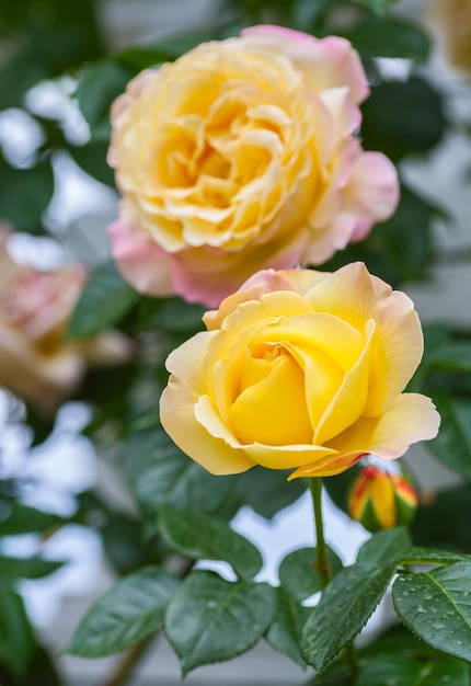 Rosa selvatica gialla nel giardino