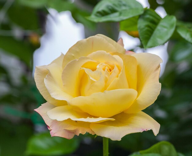 Rosa selvatica gialla nel giardino