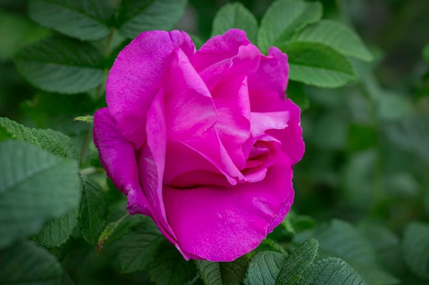 Rosa selvatica in fiore nel giardino. Giardinaggio, progettazione del paesaggio.