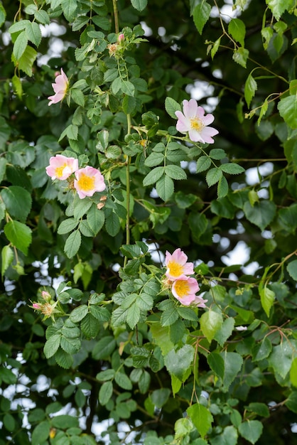 Rosa selvatica rosa canina (Rosa canina) che fiorisce in primavera