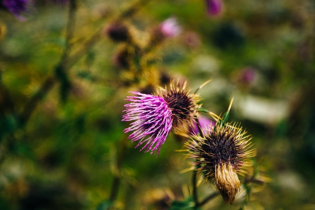 Rosa sfocata Fiore di cardo mariano benedetto vicino dof poco profondo