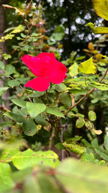 Rosa su petali di rosa ad arbusto