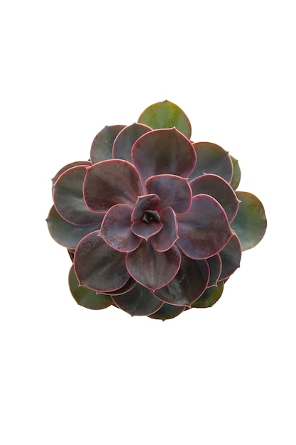 Rosa succulente isolato Echeveria Dusty Rose.