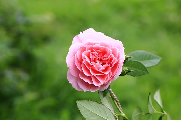 Rosa tea rosa in giardino