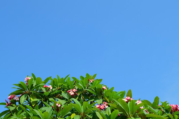 Rosa tropicale Plumeria Frangipani fiori con foglie verdi Againt su cielo blu.