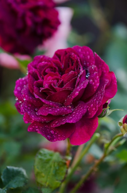 Rosa viola sul ramo in giardino Munstead Wood Rose in giardino English Rose Munstead Wood