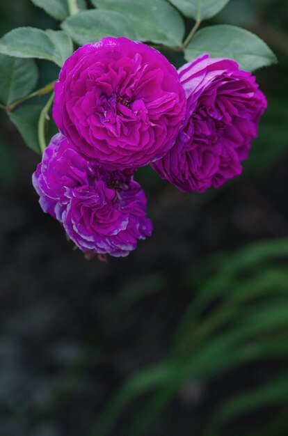 Rosa viola sul ramo in giardino Munstead Wood Rose in giardino English Rose Munstead Wood