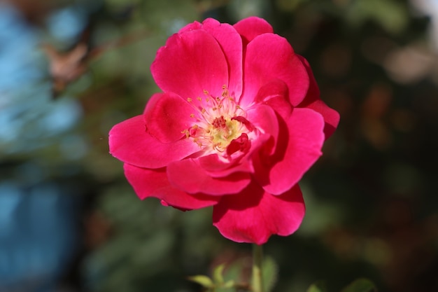 Rosa