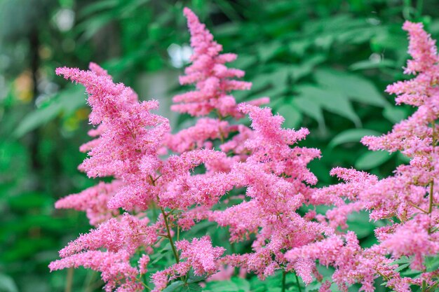 Rosati bellissimi fiori soffici di Astilbe