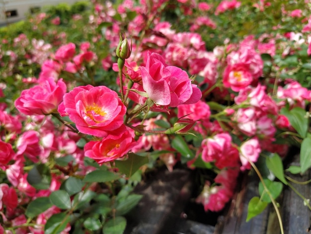 Rose a spruzzo rosa in fiore Bellissimo sfondo floreale